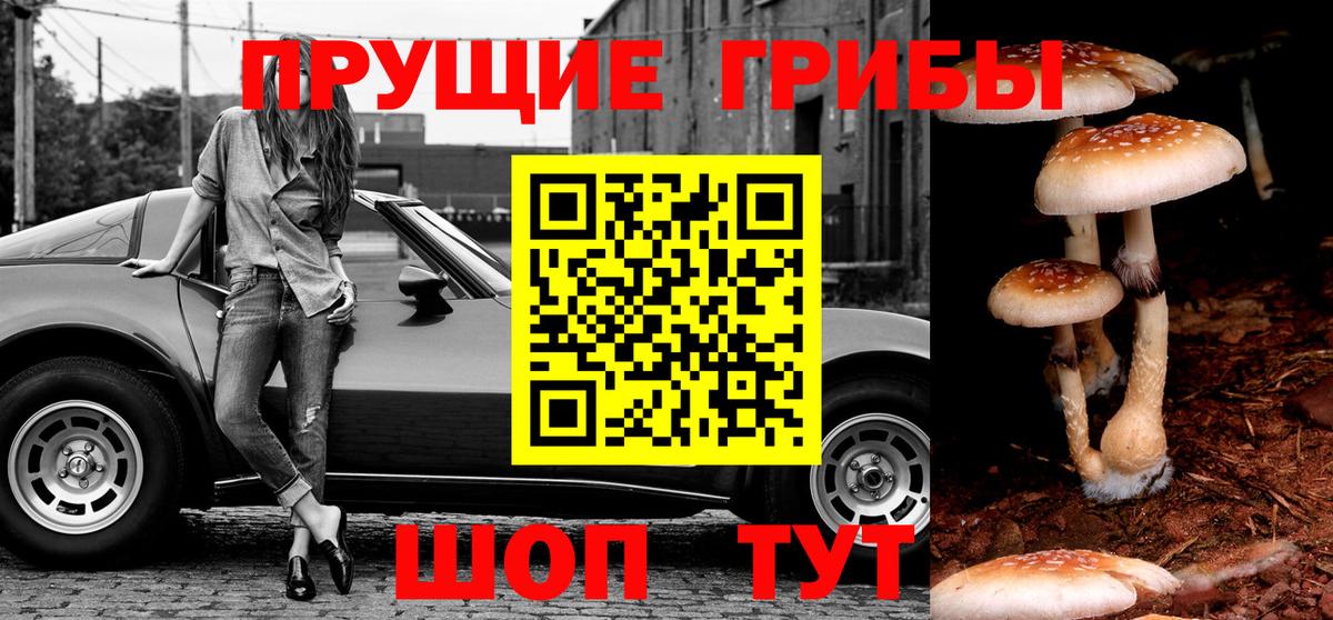 Славянск-на-Кубани  купить наркоту  Вход с VPN  Псилоцибиновые грибы Psilocybe 
